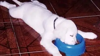 There's NO WAY BACK once you start LAUGHING! - The funniest DOG compilation EVER