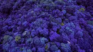 Purple forest (Parque da fonte grande - Vitória / ES) Mavic Air 2 + Final Cut Pro