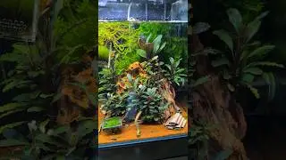 Kann man so lassen oder? 😍 #garnelen #aquaristik #aquascape #bucephalandra