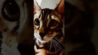 #бенгал #Симба #котенок #милый