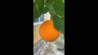 My Citrus Trees