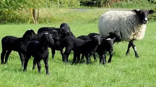 Romanov Sheep | Lamb In Litters