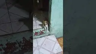 #huliperodikulong 😂😁 MAHALIN AT ALAGAAN ANG MGA ASO AT PUSA #aspin #puspins #dog #cat 🦮🐈‍⬛🐶♥️🥰😍😘🤩
