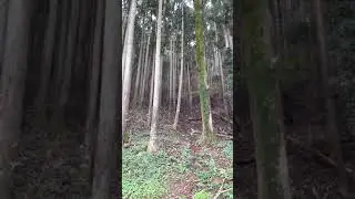 大川小学校の裏山