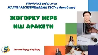 Рефлекс. Жогорку Нерв иш аракети