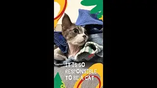 Devon Rex cat 🐈 don`t wanna work