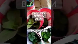 Черенки петунии и другой вегетки ПРОДАЖА.РОЗНИЦА❗