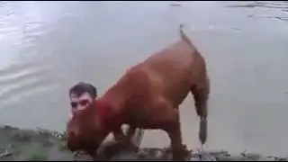 Dog Saves Owner When He Suspects Him Drowning, (video that will melt your heart)