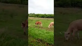 телята кайфуют