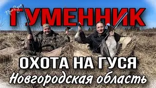 Охота на гуся 2022. Весенняя охота на гуменника в Новгородской области.