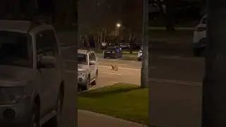 Кто спёр КОТА в Москве