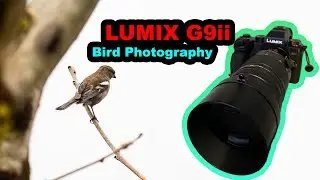 Lumix G9ii Bird Photography / 3 Photos and a Downpour