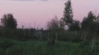 ЛОСЬ В КУСТАХ