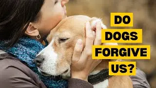 Do Dogs Forgive Us?