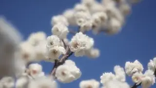 根岸森林公園の梅 2023