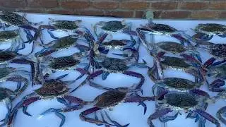 Moreton Bay Crabbing Guide | Tips, Techniques and Locations