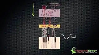032 Visual Processing in the Retina