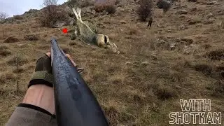 TAVŞAN VE KEKLİK AVI | KEKLİKLERİN ARASINDA KALDIK | HARE HUNTING | охота на кроликов