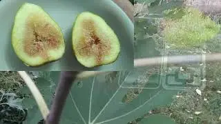 Инжир,гранат,саженцы,урожай.
