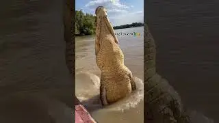 પાણી ના રાજા 🐊👑                            #vadodara #vishwamitririver #magar #magarhailakduhai