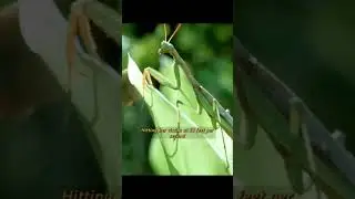 Не надо... #юмор