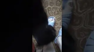 Встреча хазяйки с кошкой я думала так встречают только сабачки