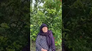 Aşıq Kərəm İncəlinin həyat yoldaşı Gülnara xanımın ustadlar haqqında xatirəsi.