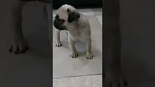 Мопс щенок БЕЗУПРЕЧНЫЙ СТИЛЬ ХРУСТАЛЬНЫЙ ЛОТОС 😀