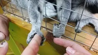 Здрасьте...очень приятно познакомиться🤗ЛАСКОВЫЙ ЗВЕРЮГА🐺