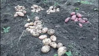 We remove the potato crop from the seeds of 2016. Part 2