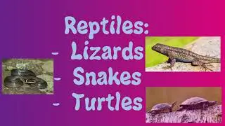 Creek Days 2021 - Herping!