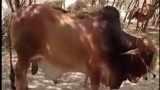 bull 🐂🐂🐂🐂🐂🐂