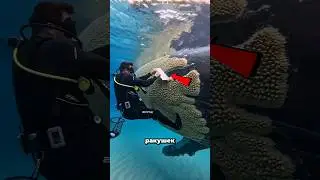 Почему с китов не снимают ракушек? 🐋