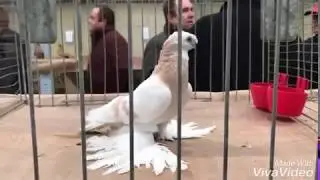 Выставка Узбекских двухчубых голубей в Германии Часть 2