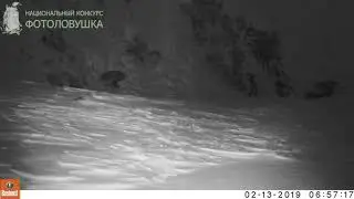 ID4748/Заповедник Остров Врангеля/Росомаха  на море