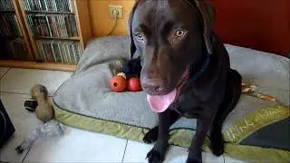 Mijn Labrador Raiky woefke - 10 maand oud