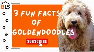 Goldendoodle | MUST WATCH The 3 Fun Facts Of Goldendoodles | Dog Training