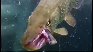 ЩУКА МОНСТР ДВОЙНАЯ ЧЕЛЮСТЬ КАК У ХИЩНИКА ! Вот это Рыбалка!!Ты не поверишь!!!2017#
