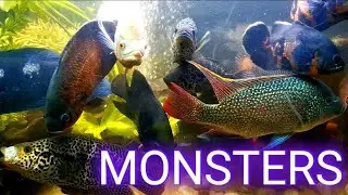 MONSTERS, MONSTERS and more MONSTERS