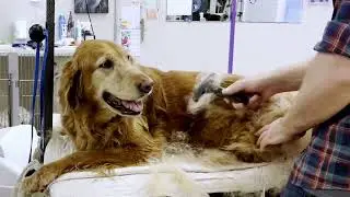 Elderly Golden Retriever Deshed