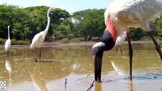 Dry Season Puddle Frenzy - Tico Times