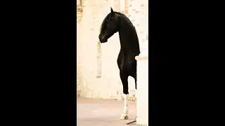 Baroque Pinto Horses  for sale https://www.blacksterlingfriesians.com questions? 415-272-2112