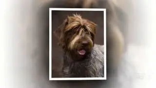 Wirehaired Pointing Griffon Dog breed
