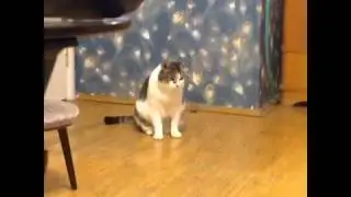 Кот Васи