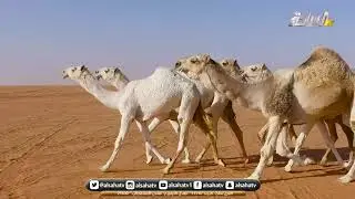 مسيرة/عبود بن هريسان المقاطي  فئة الفحل وانتاجه لون الشقح بمهرجان الملك عبدالعزير للإبل 5