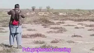 New Khargosh Ka Shikar \ Greyhound Hunting 2022 \ Dog Coursing race \ Racing \ Wild rabbit