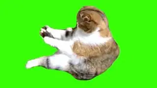 green screen cute cat angry while playing