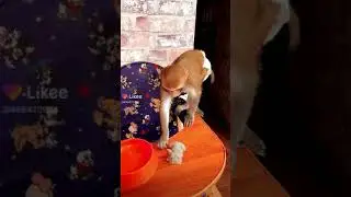 Обезьянка абу