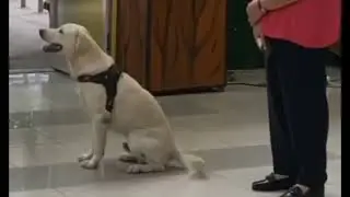 Dog Love to Sing Philippine Song 