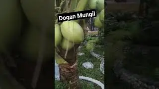 Dogan Cilik